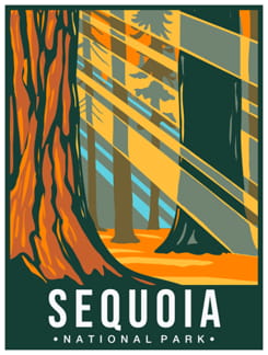 Sequoia - California